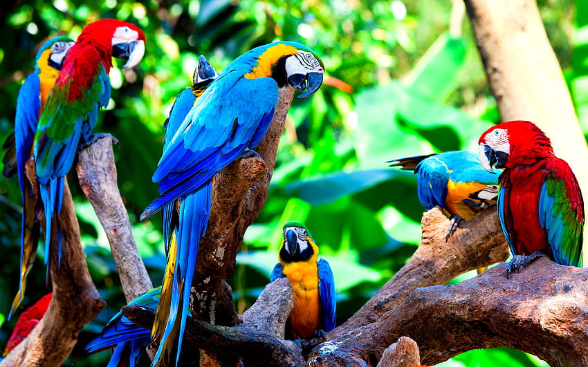 Bird Colorful Tropical Parrots Group Paradise ~ Bird 16, папагалски рай HD тапет