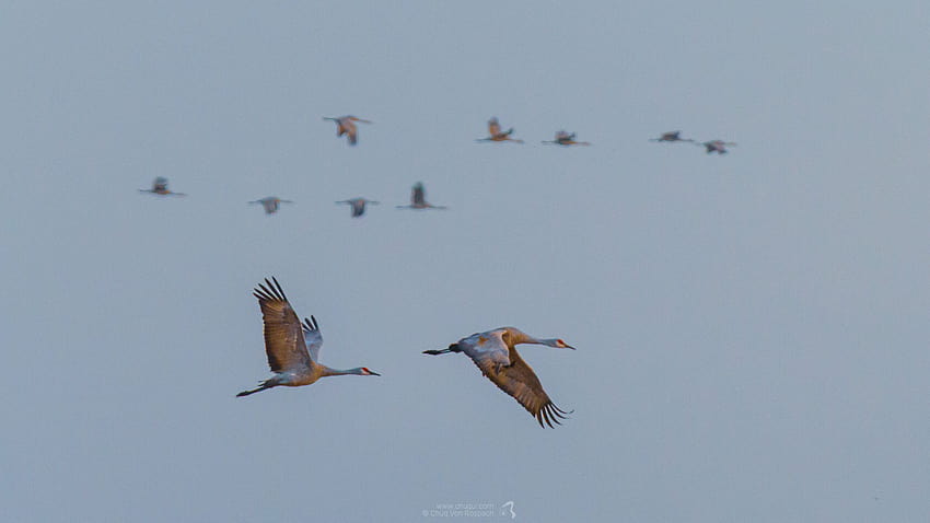 sandhill cranes birds mist sunrise HD wallpaper