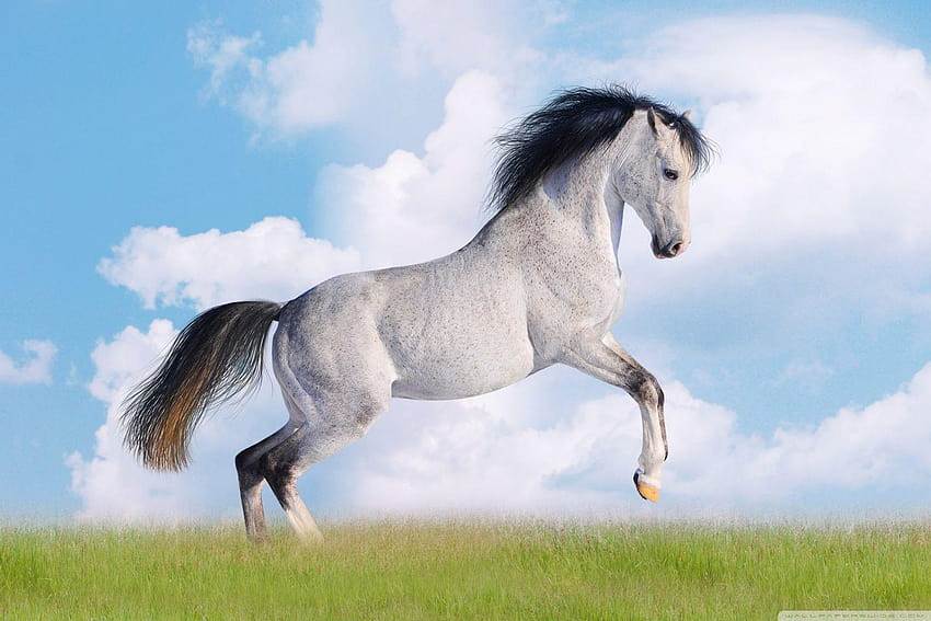 White Horse ❤ for Ultra TV • Tablet, seven horses HD wallpaper