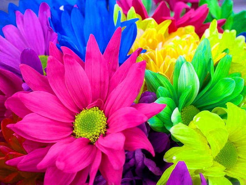 flowers for flower lovers Flowers colourful flowers [1024x768] for your , Mobile & Tablet, colourful nature HD wallpaper