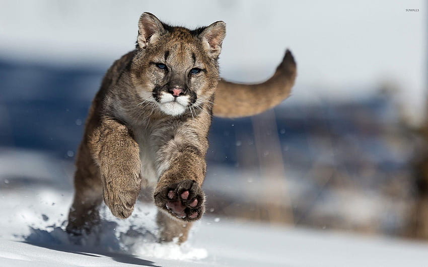 Puma blanco hotsell y negro