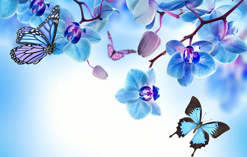 butterfly, flowers, Orchid, blue, flowers, beautiful, orchid, butterflies , section цветы, blue orchid HD wallpaper