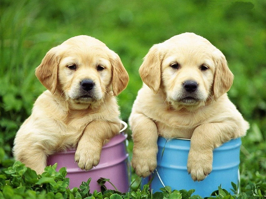 Due simpatici cuccioli di Golden Retriever e . Bellissimi cuccioli di golden retriever Sfondo HD