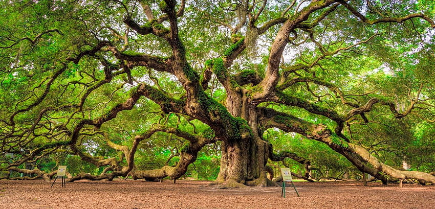 Angel Oak Tree และพื้นหลัง วอลล์เปเปอร์ HD
