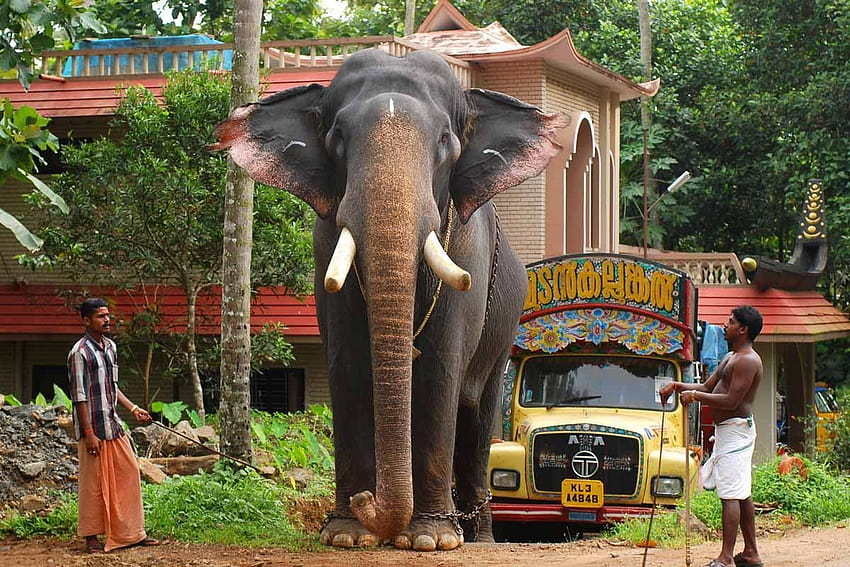 ช้าง Kerala Pampady Rajan, pambadi rajan วอลล์เปเปอร์ HD