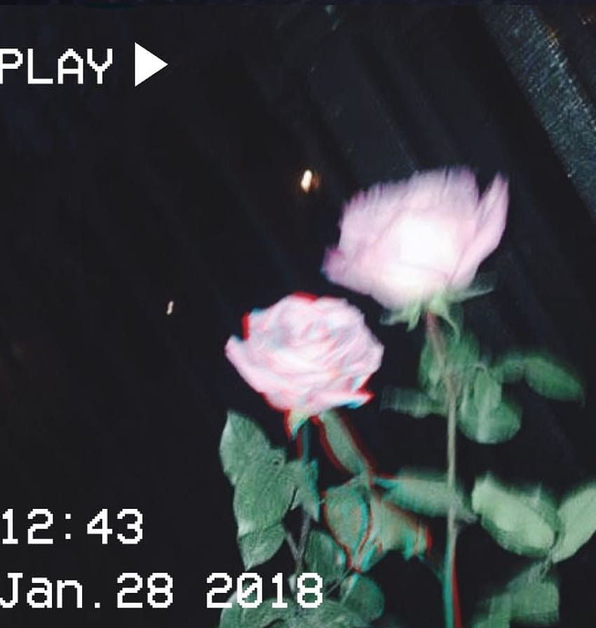 Roses for a pretty boy, like jiminie., aesthetics flower grunge HD phone wallpaper