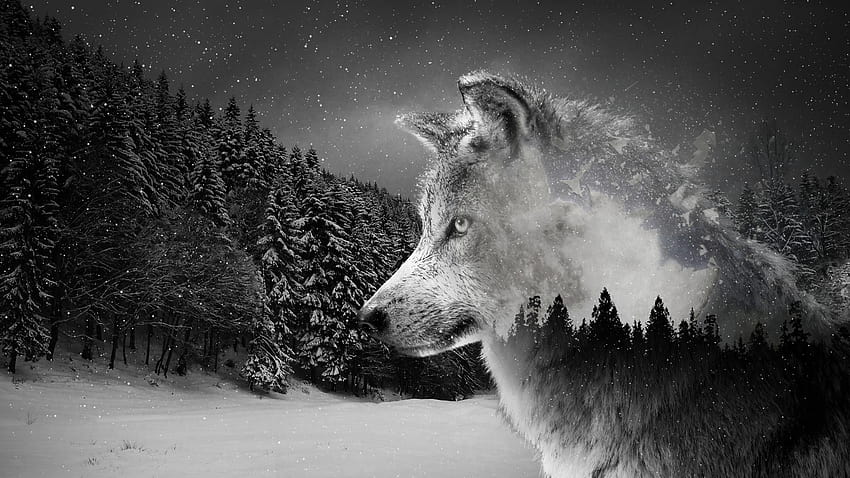 Silver Wolf, wolf pc HD wallpaper