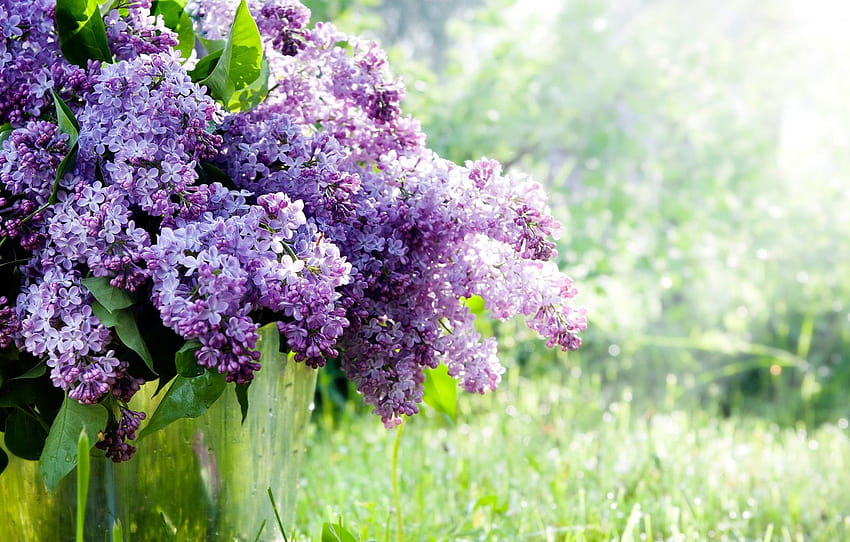 木、春、ライラック、セクション цветы、春の紫の木 高画質の壁紙