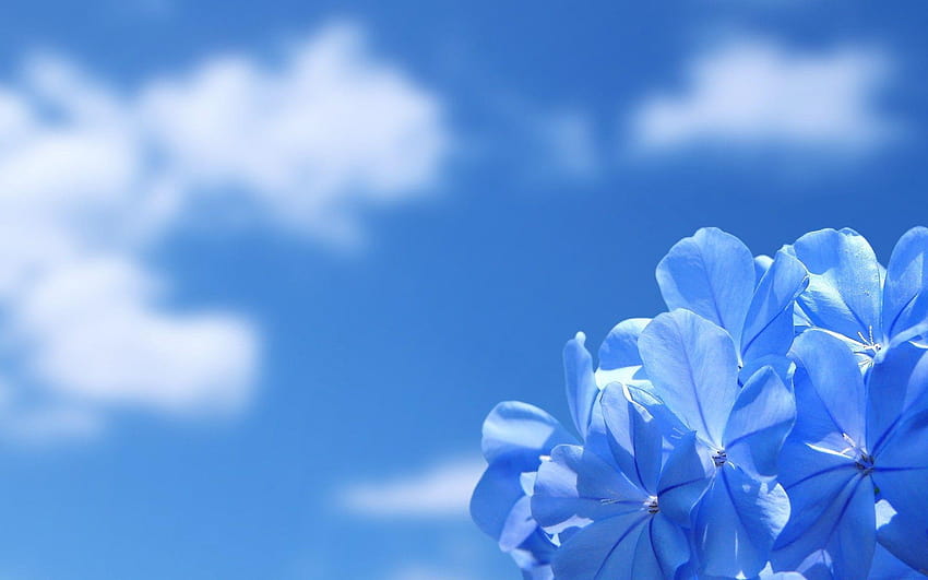 blue best flower backgrounds, background flowers HD wallpaper