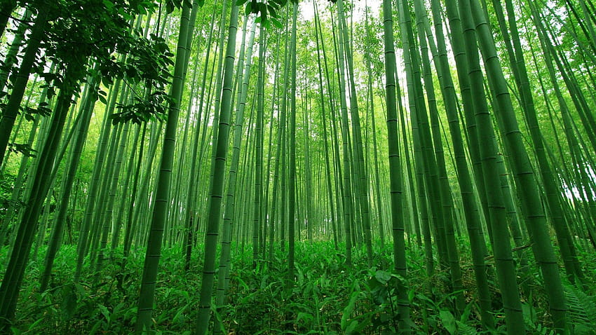 bamboo forest」的圖片搜尋結果, green bamboo forest HD wallpaper