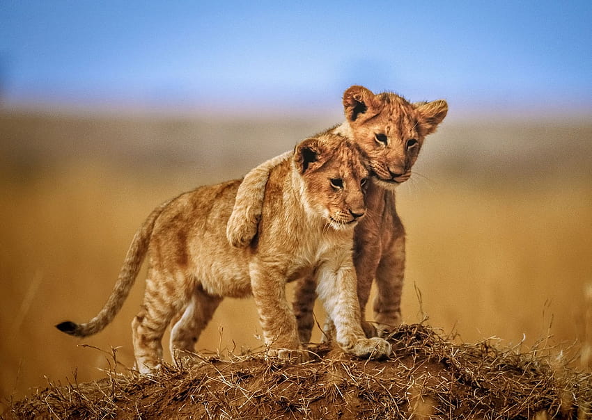 2 lion babies, two lions HD wallpaper