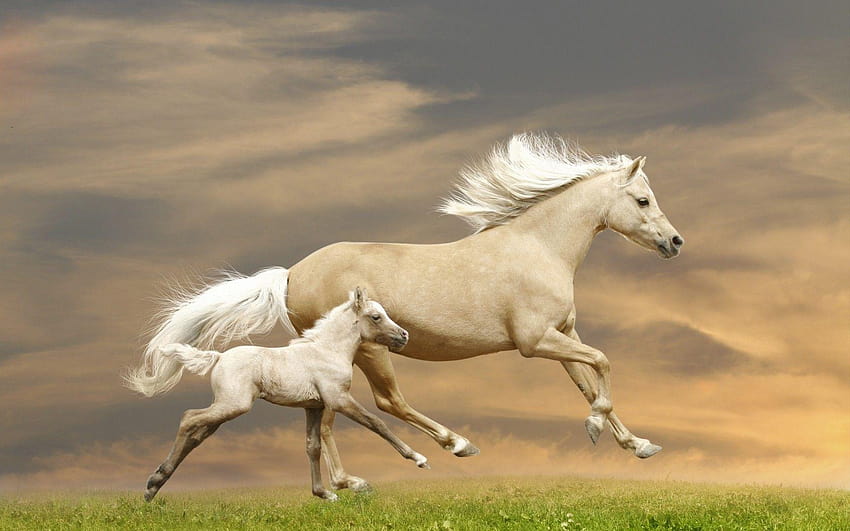 cute baby white horse