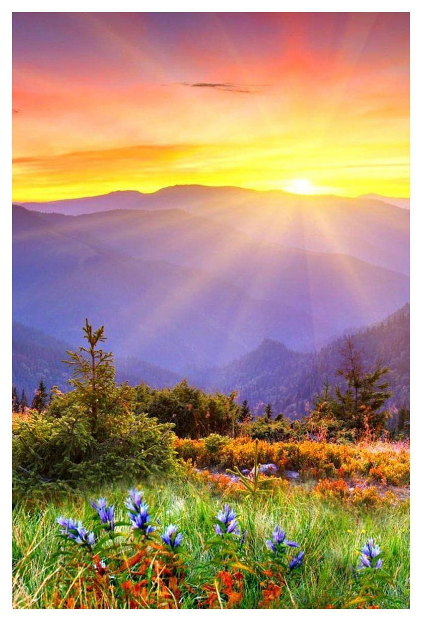 Nature, beautiful sunrise phone HD phone wallpaper