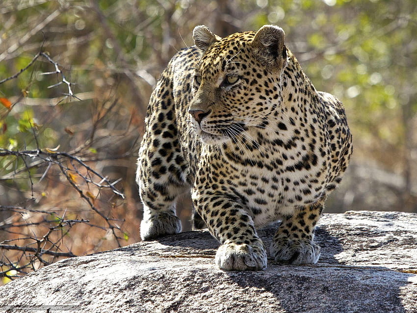 female, leopard, Mala Mala, Kruger National, kruger national park HD wallpaper