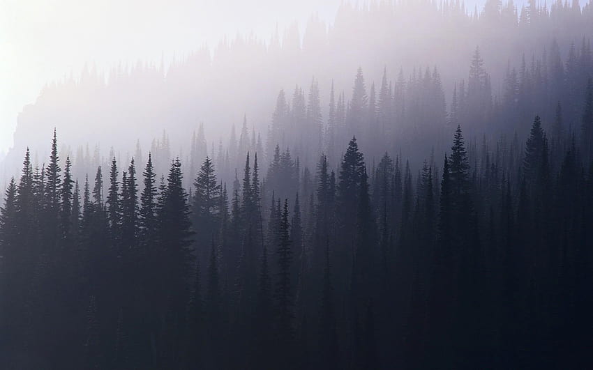 Nebliger Wald HD-Hintergrundbild
