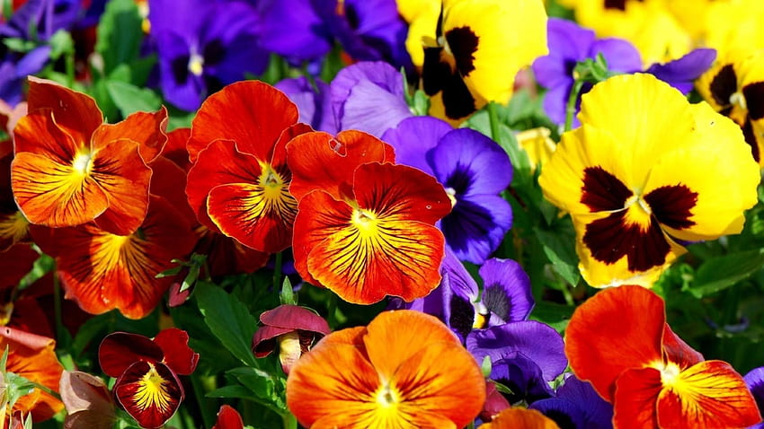Flor: Pensamientos rojos brillantes Flores coloridas Amarillo Púrpura Azul, flores de pensamiento fondo de pantalla
