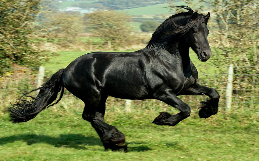 Black horse, mare animal HD wallpaper