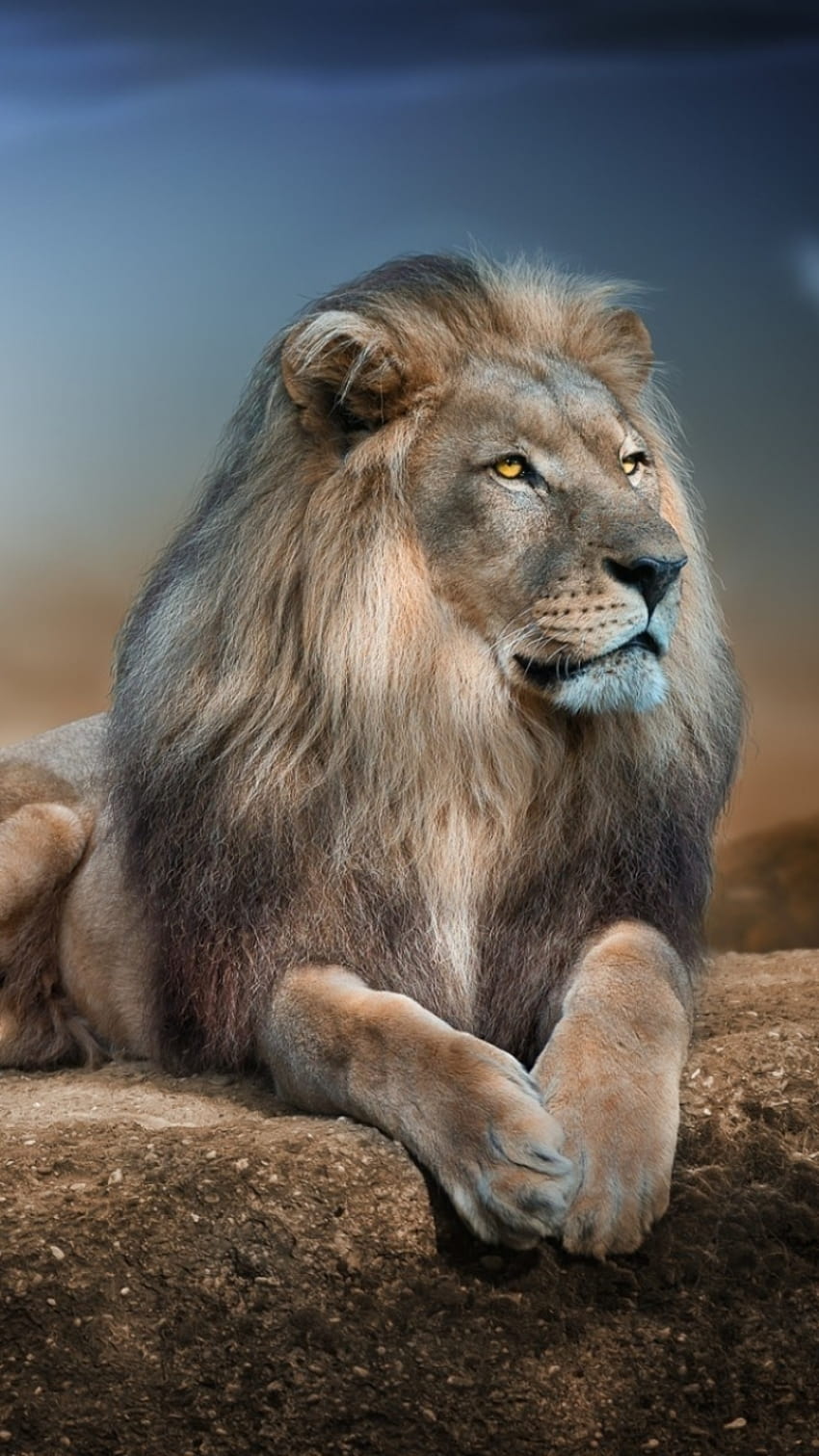 Lion For Mobile, leone divertente Sfondo del telefono HD