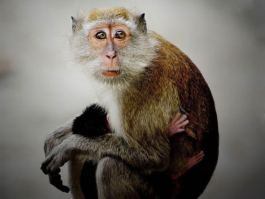 Monkey Best Wild Animals, wild monkey HD wallpaper