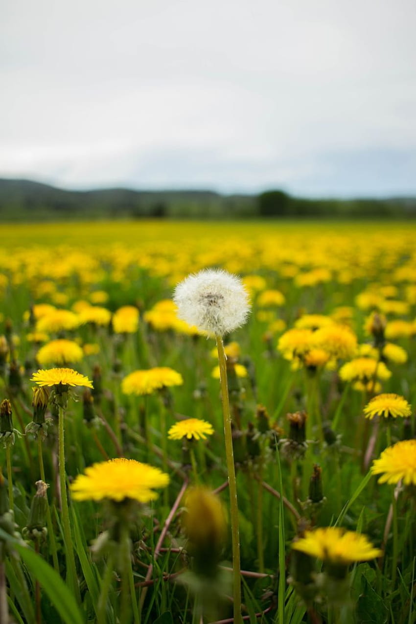 campo di fiori bianchi e gialli durante il giorno – Pianta su, denti di leone gialli Sfondo del telefono HD