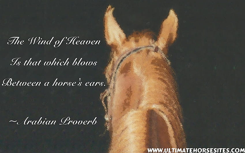 detail for, horse quotes HD wallpaper