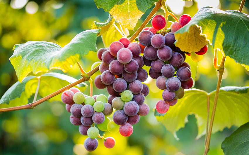 Grapes and Backgrounds, graps HD wallpaper