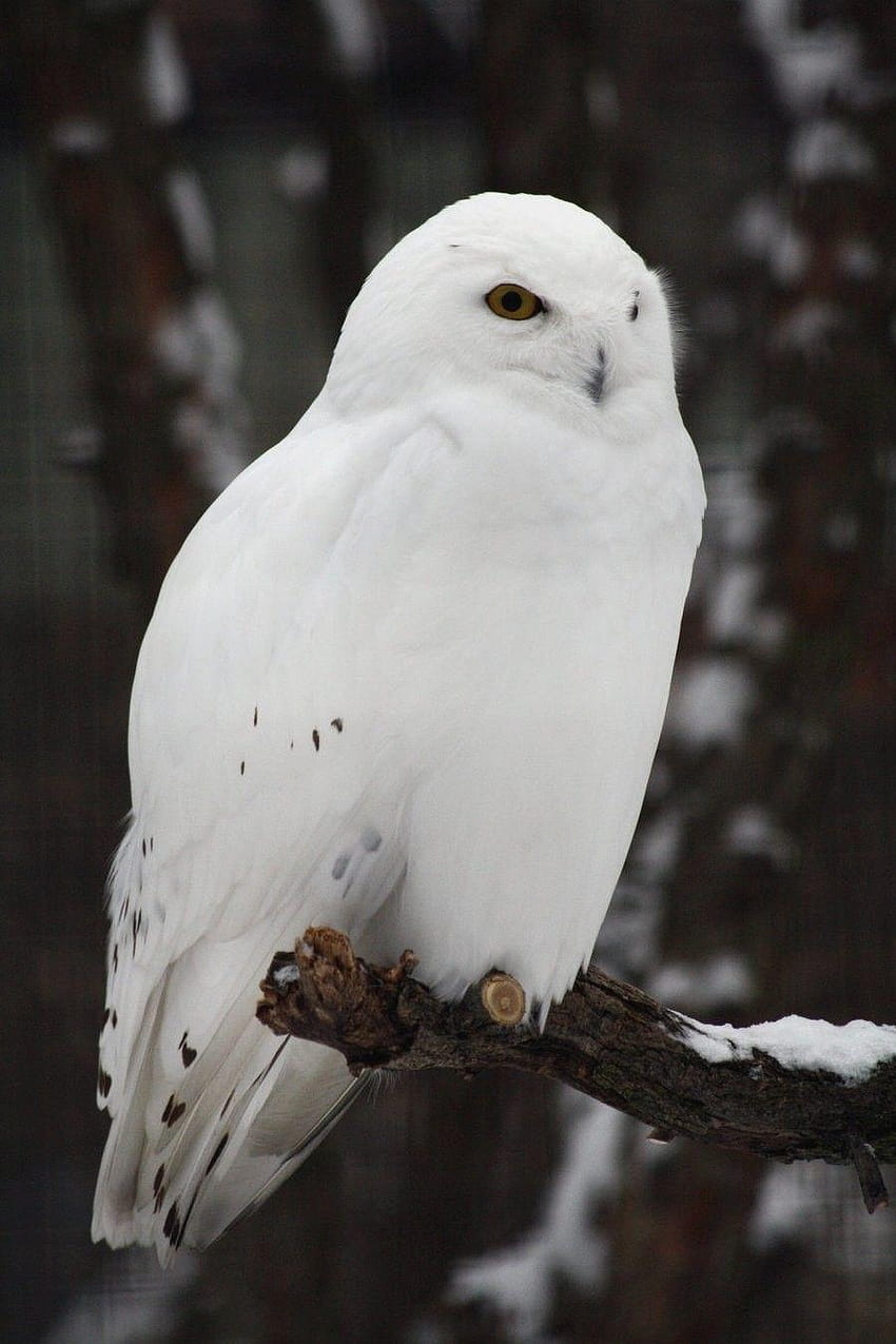 Snowy owls HD phone wallpaper | Pxfuel