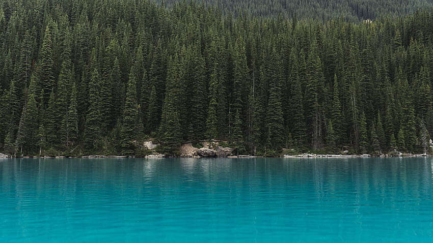Conifer siang hari hutan cemara lanskap hijau danau yang indah, sungai yang tenang Wallpaper HD
