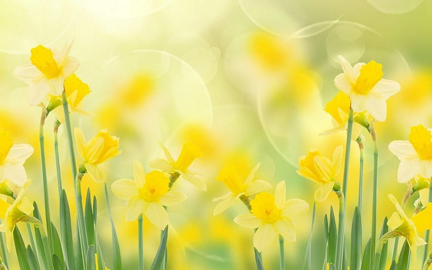 Daffodils Flowers Spring, spring daffodils flowers HD wallpaper