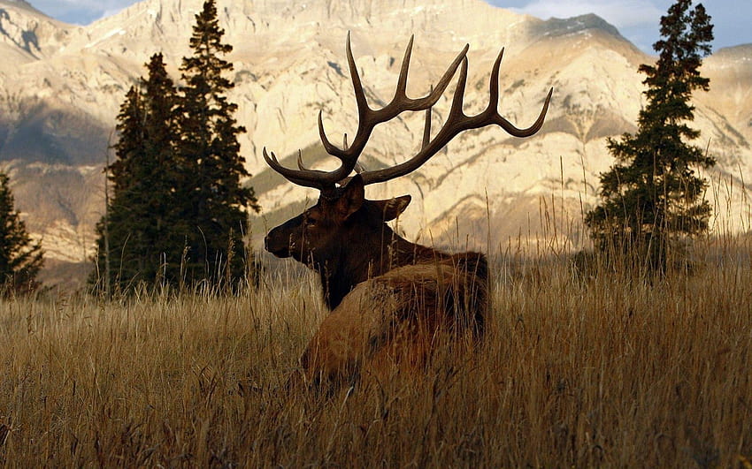 Deer, hunting HD wallpaper