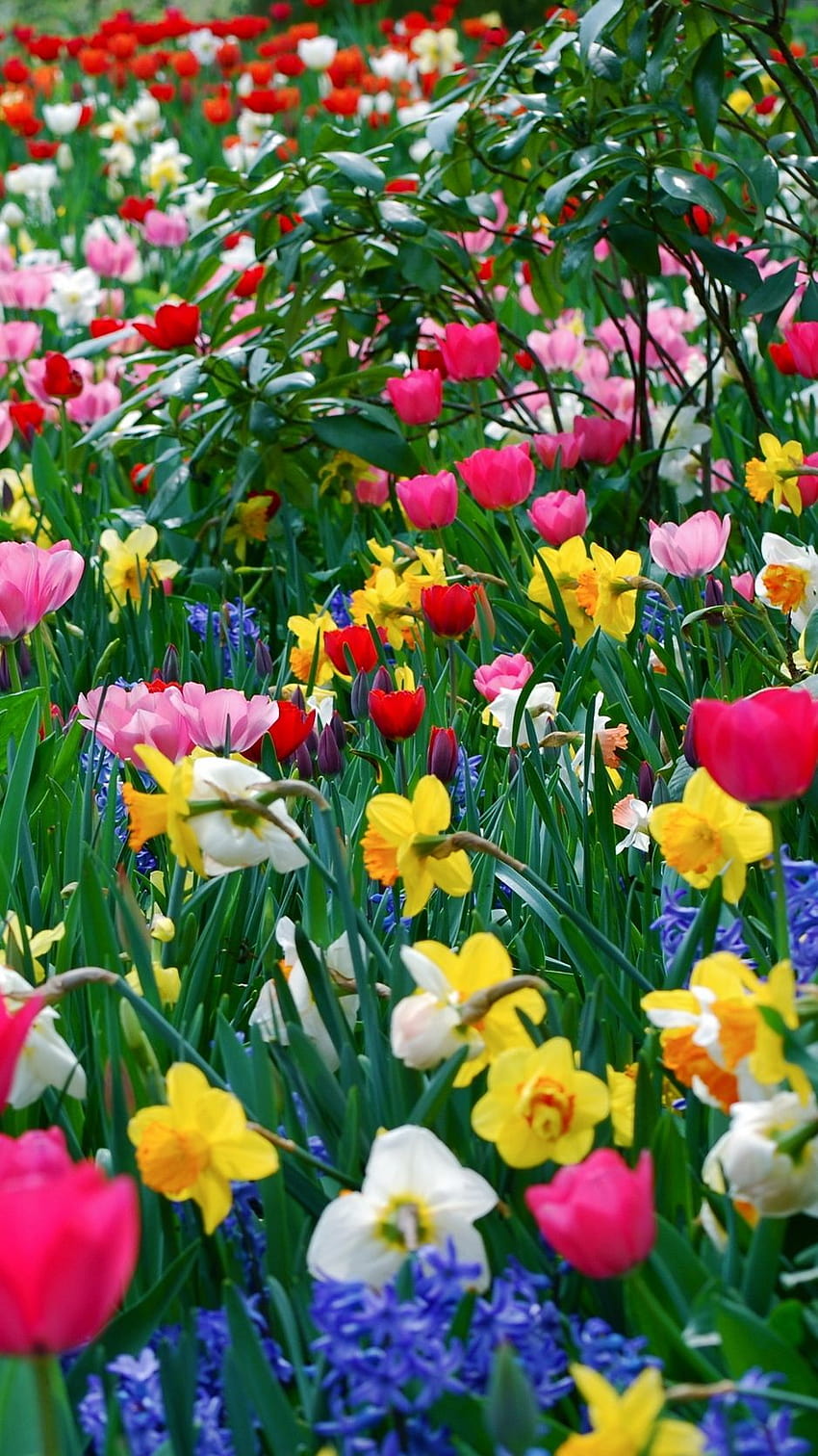 938x1668 tulips, daffodils, flowers, meadow, iphone daffodils HD phone wallpaper