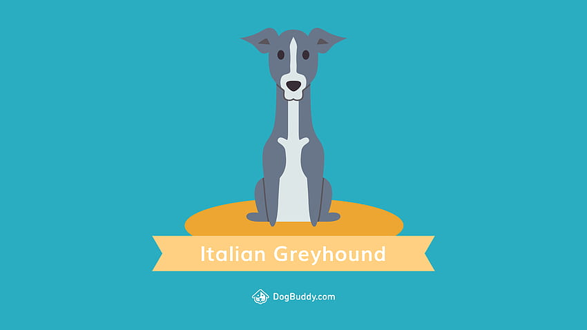 Woofpaper: Italian Greyhound, greyhounds HD wallpaper | Pxfuel