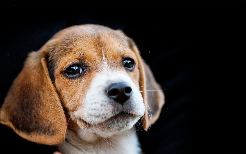 Animal beagle HD wallpaper | Pxfuel