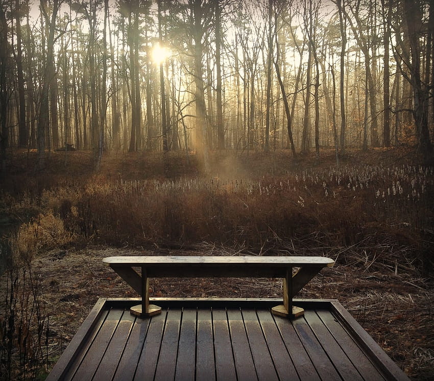 โต๊ะปิกนิกไม้สีน้ำตาล ล้อมรอบด้วยต้นไม้ในเวลากลางวัน – เอลเมอร์ วอลล์เปเปอร์ HD