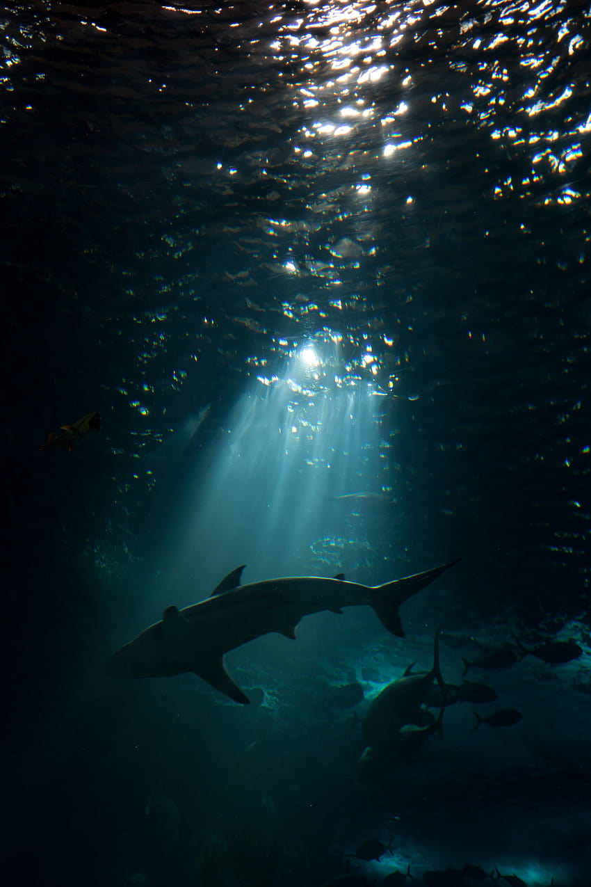 바다 밑의 상어, 상어, 상어 안드로이드 HD 전화 배경 화면