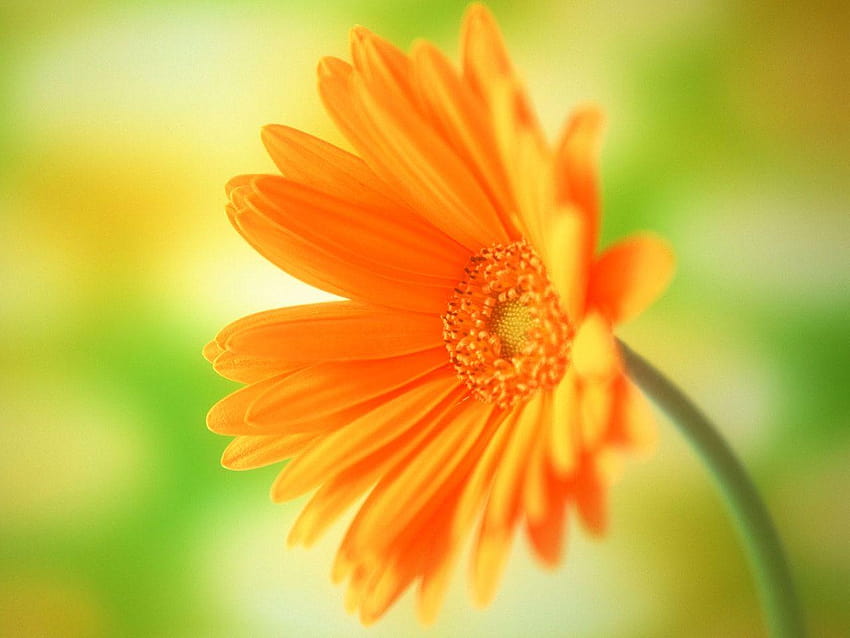 LATEST : Flowers , Flowers Animated, flowers for background full screen HD wallpaper
