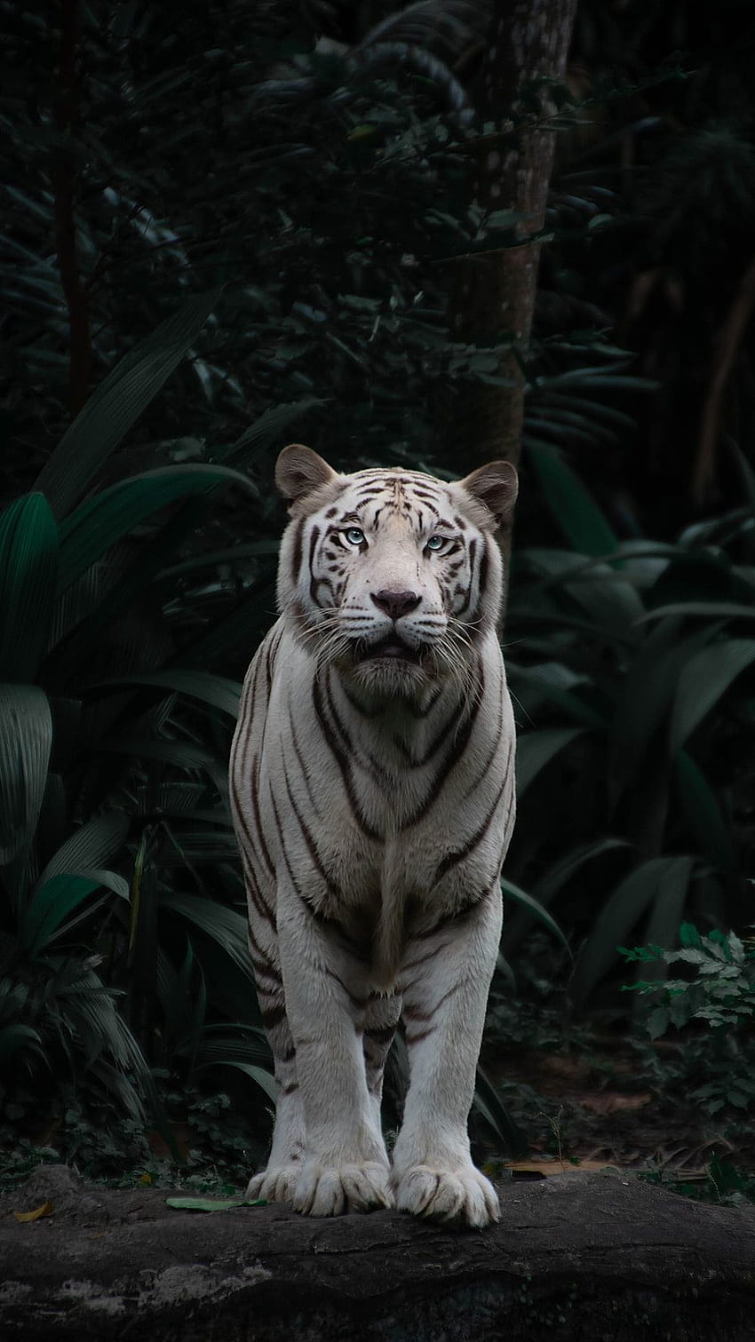 50 White Tiger [], całe ciało tygrysa Tapeta na telefon HD