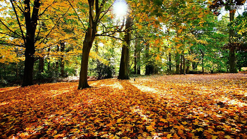 Autumn let you feel the magic of Fall, beautiful autumn day HD wallpaper