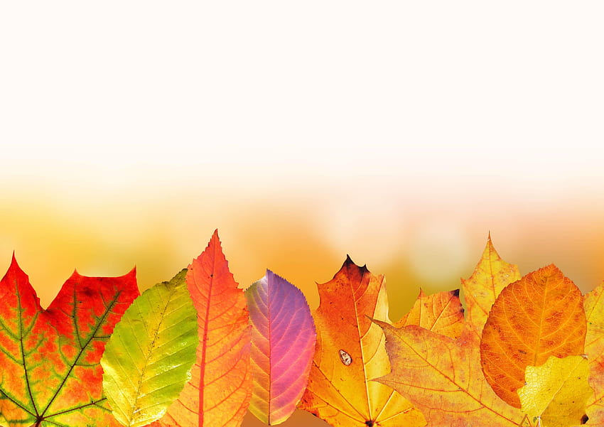 alder leaf tree leaf colours, colours background HD wallpaper