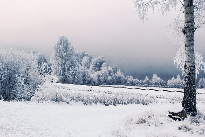 Szwecja Śnieg, zimowy gość Tapeta HD