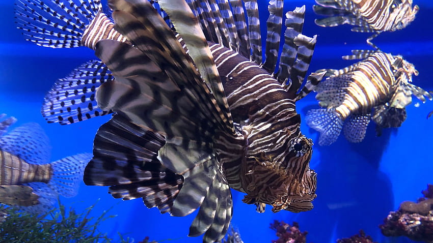 해양 생물 물고기, 해양 생물 진짜 HD 월페이퍼