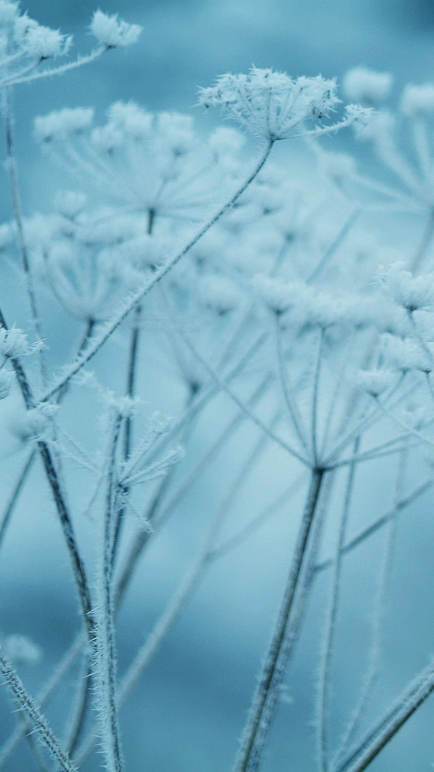 Ipad Snow Winter Flower Blue Nature Bokeh Android โทรศัพท์ดอกไม้ฤดูหนาว วอลล์เปเปอร์โทรศัพท์ HD