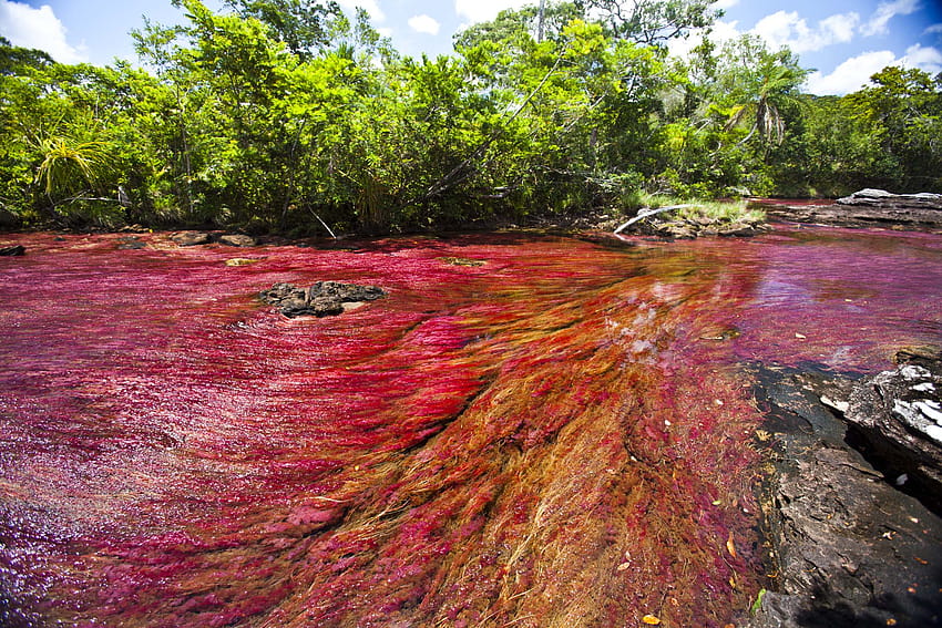 30 Fascinating of Rainbow River Caño Cristales in, liquid rainbow river of columbia HD wallpaper