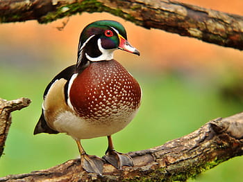 Colorful Wood Duck F1  Desktop Nexus Wallpapers  Wood ducks Duck  wallpaper Duck pictures