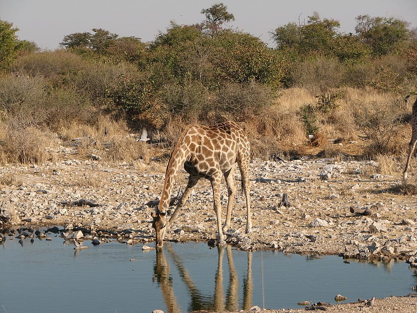 giraffe drinking in Etosha NP, Namibia HD wallpaper