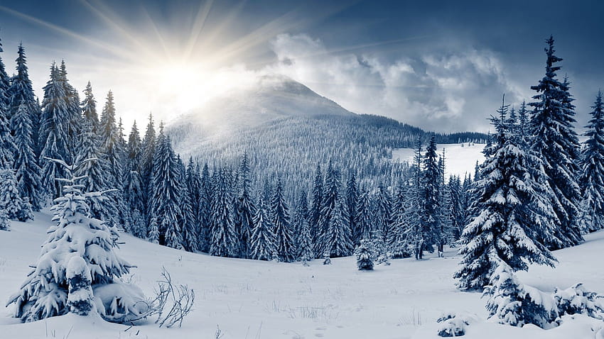 冬の森、山、太陽、雪、モミ 高画質の壁紙