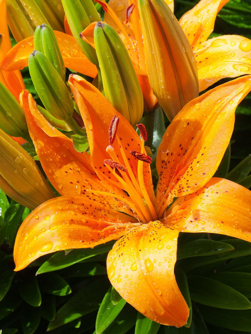 Earth/Lily, orange lily HD phone wallpaper
