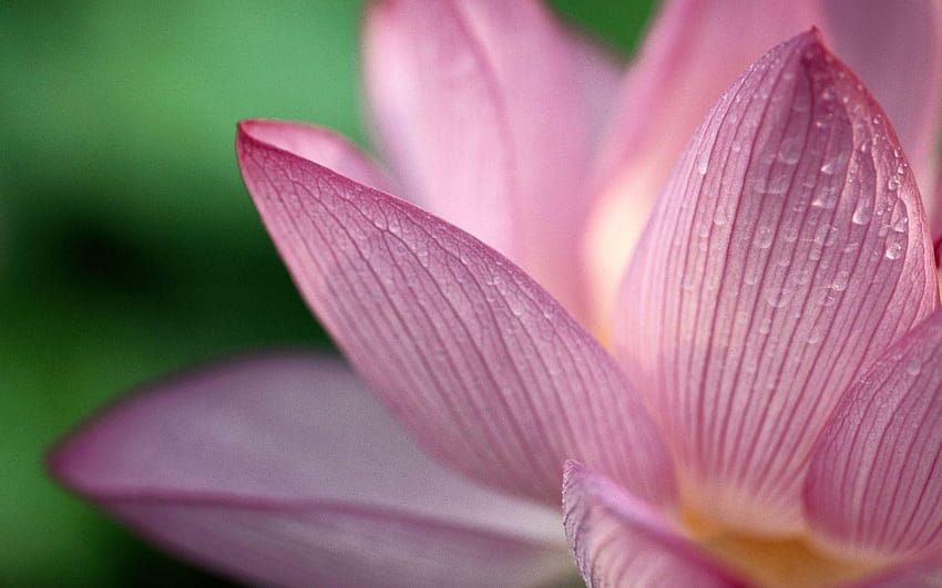 Louange au lotus Mac Fond d'écran HD