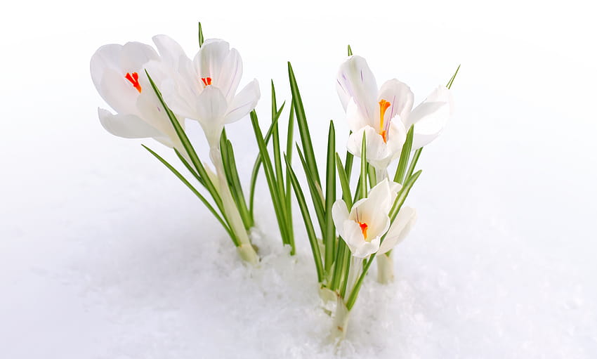 Neve, bucaneve, fiori primaverili, inizio primavera, primi fiori primaverili Sfondo HD