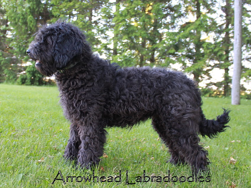 Australian Labradoodle HD wallpaper | Pxfuel